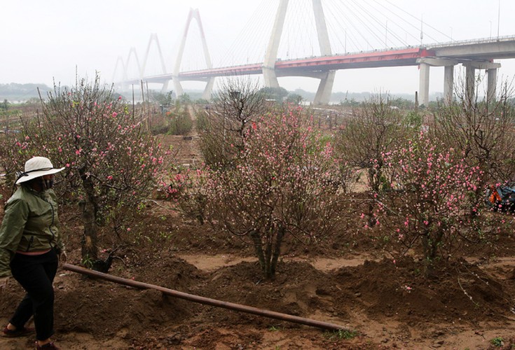 Farmers working in Phu Thuong ward of Tay Ho district in Hanoi have been busy planting peach trees following the Lunar New Year, known locally as Tet.