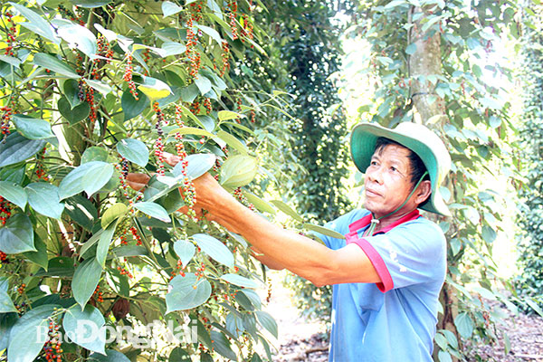 Giá tiêu chỉ còn 37 ngàn đồng/kg. Trong ảnh: Nông dân ở Sông Ray thu hoạch tiêu. Ảnh: B.Nguyên