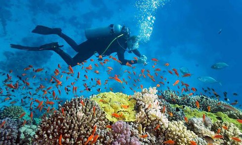 Hon Ong (Whale) Island is a popular tourist destination for scuba diving. Photo courtesy of Whale Island Resort.