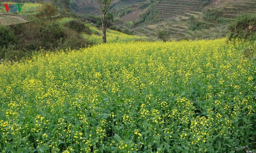 The region’s famous terraced fields can be seen covered by yellow mustard flowers during February