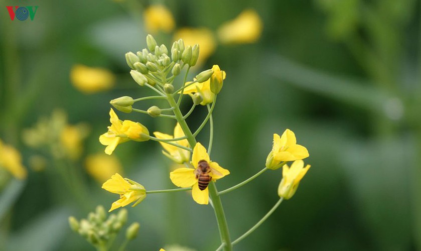 Mustard flowers in the region often bloom in clusters.