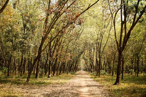 The HCM city has 35,600ha of forests, in districts 9, Cần Giờ, Bình Chánh, and Củ Chi. VNS Photo Văn Châu