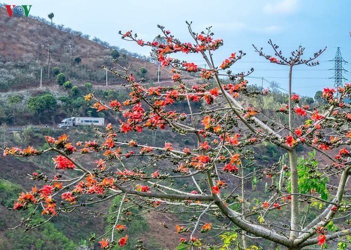 Around this time of year bombax ceiba flowers can be seen blooming on roads throughout the northwestern region.