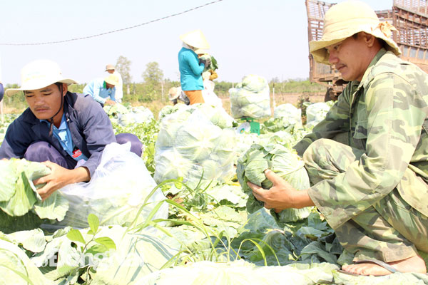 Huyện Cẩm Mỹ: Hướng đến sản xuất và tiêu thụ rau sạch