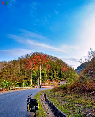 In Quynh Nhai district, guests can enjoy seeing flowers in full bloom on the mountainous slopes and the roads that lead to various communes and villages