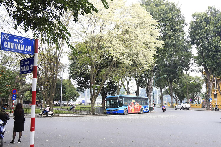 Hoa Sua can be seen bursting into bloom with white blossoms across Hanoi, creating a peaceful and fresh atmosphere on many of the capital’s main streets such as Dien Bien Phu, Phan Dinh Phung, and Giang Vo.
