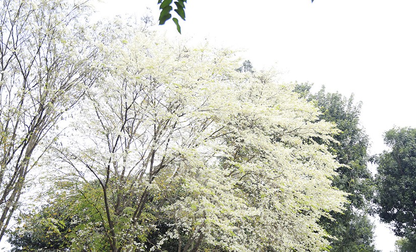 The capital city can be seen adorned with white blossoms which typically last for approximately 20 days between late February and early March.