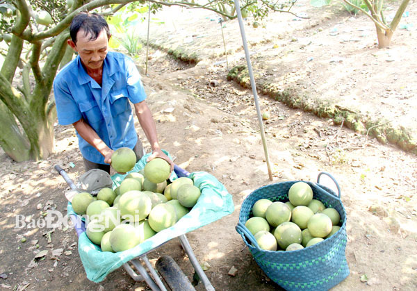 Cho vay trong lĩnh vực nông nghiệp - nông thôn là một trong những lĩnh vực cho vay ưu tiên. Trong ảnh: Nông dân thu hoạch bưởi tại xã Tân Bình, H.Vĩnh Cửu. Ảnh: H.Quân