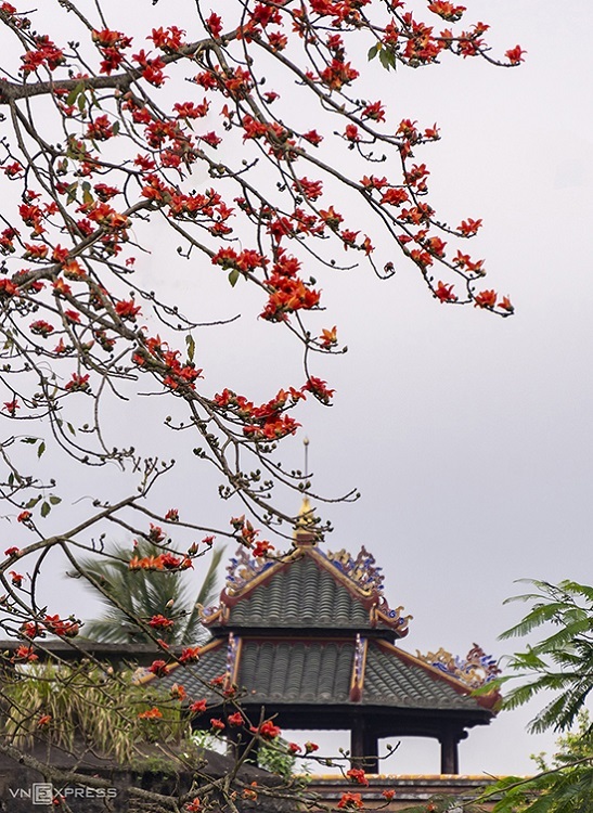  A tree branch packed with these bright scarlet blooms accentuates Vietnam’s oldest meteorological station, Quan Tuong Dai, in Thuan Hoa Ward. It was constructed in 1827, the reigning time of King Minh Mang, and consists of intricate, feng shui-compliant architecture.  Hue is home to the Nguyen Dynasty, Vietnam’s last royal family (1802-1945). Minh Mang is the second emperor of the dynasty.