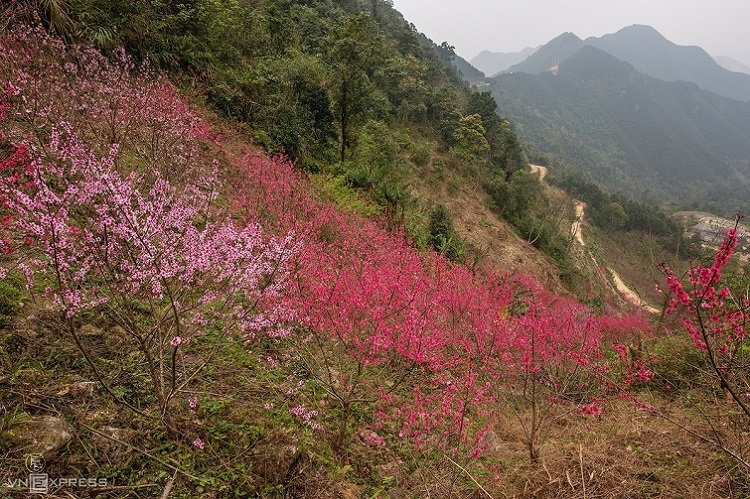 In Ngan Pac and Than Diu villages in Cong Son Commune of Cao Loc District, they began to bloom a month ago while the flowering has been late this year in Mau Son.  Bui Vinh Thuan, a photographer from Lang Son Town and the author of this series of photos, said the Mau Son forest peach buds adapt well to the cold of the winter and only flower in the warmth of spring. This natural phenomenon marking the change in seasons characterizes Mau Son and its charm.