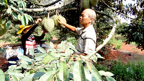 Người dân xã Xuân Tâm (H.Xuân Lộc) phấn khởi thu hoạch nông sản