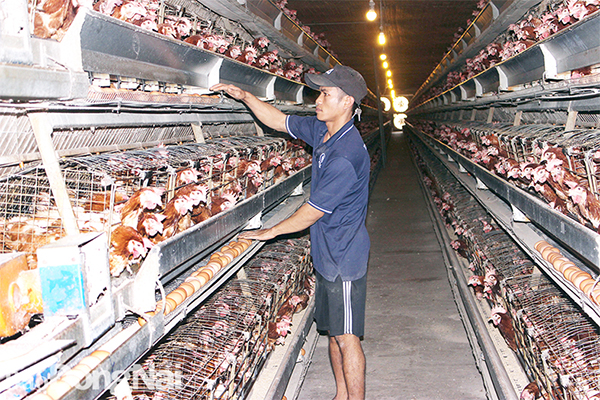 Chuỗi liên kết chăn nuôi gà công nghiệp tại xã Thanh Bình (H.Trảng Bom)