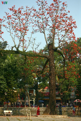 An old red silk cotton tree stands at approximately 30 metres tall.