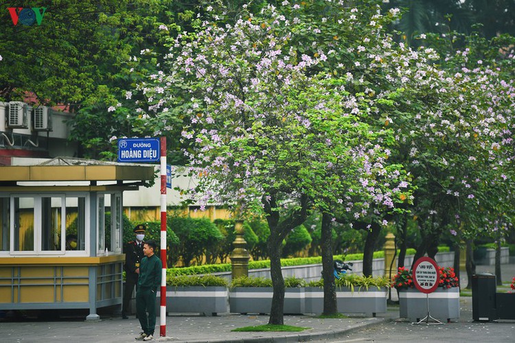 The sight of the flowers serves to beautify the capital’s streets due to its soft pink and purple colours.