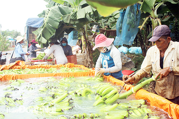 Banana cultivation areas increase sharply in Dong Nai