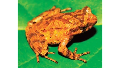 The newly discovered spadefoot toad found in Cao Bang province