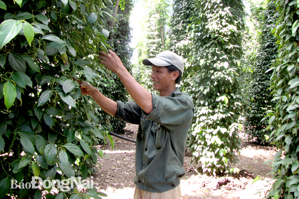 Pepper exports up 1.7 times in Q1