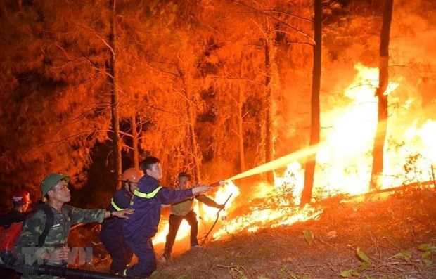 Dong Nai proactive in preventing forest fires