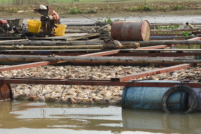 Farmers to move fish cages to prevent them from dying