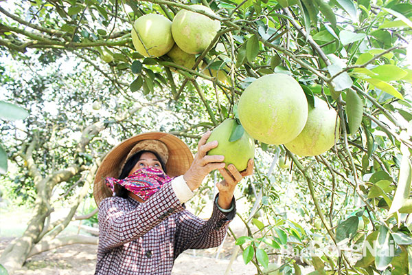 Phát triển nông nghiệp theo hướng sản xuất hàng hóa