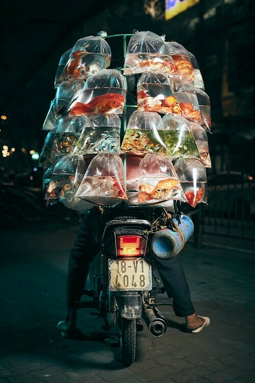 A photo of a man poses with his scooter in Hanoi with a delivery of pet fish. Photo taken by Jon Enoch in February 2019.