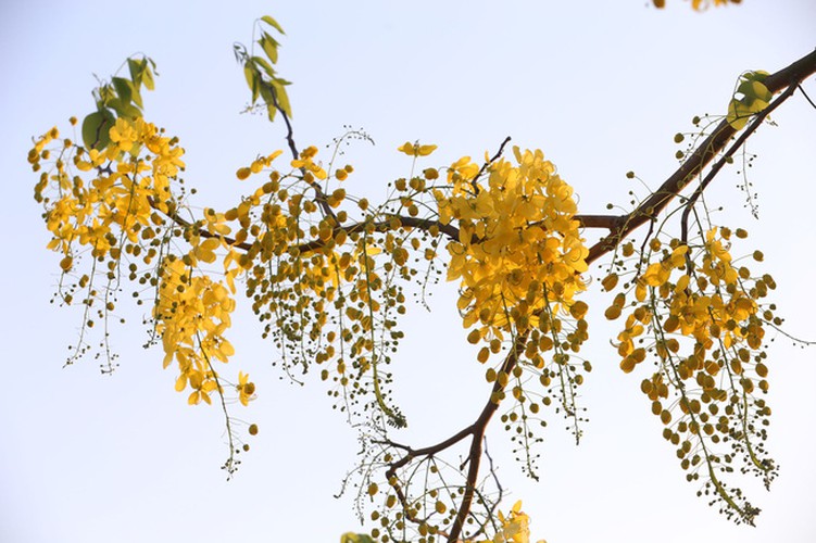 Plenty of Muong Hoang Yen, also known as golden shower trees, can be seen entering their blooming period on the streets around the capital, with their vibrant yellow colour noticeable to the people of Hanoi.