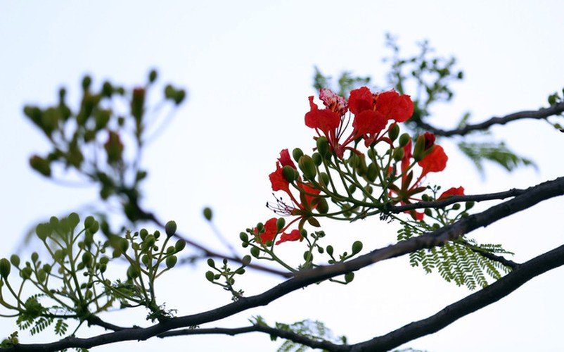 Between May and July each year is usually the best time to spot Hoa Phuong Do, also known as the red flamboyant flower, in full bloom.