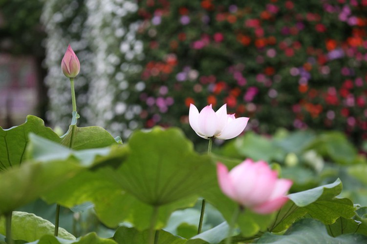 At present, Hanoi can be seen covered with the pink and white blossoms of lotus flowers.