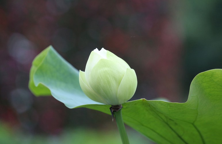 The white lotus flowers feature thick petals and have an alluring scent which can be enjoyed around some of the ponds in Ho Tay.
