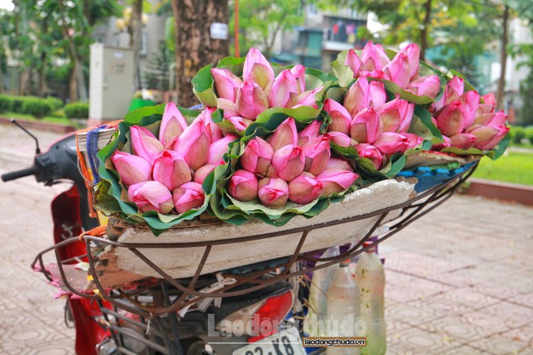 Each year, the lotus flower season usually begins from the middle of May and often lasts until August.