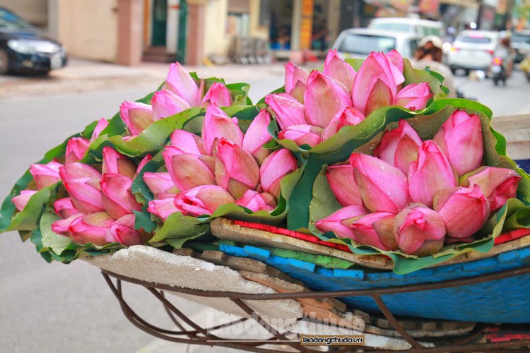 Early in the summer the price of lotus flowers is often high as they prove to be among the favourite items for home decorations for local people.