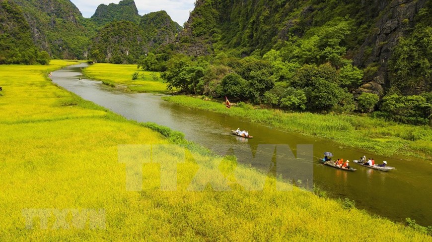 Paddy fields in Tam Coc tourist site in Ninh Hai commune, Hoa Lu district, Ninh Binh province begin to ripe from mid-May