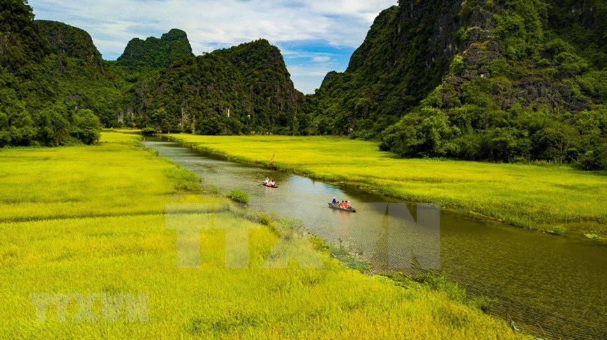 Paddy fields in Tam Coc tourist site in Ninh Hai commune, Hoa Lu district, Ninh Binh province begin to ripe from mid-May.