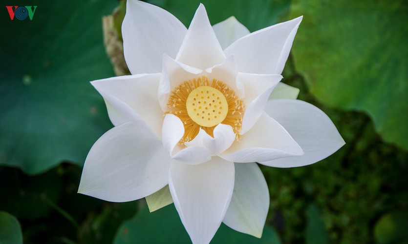 The lotus flower is the national flower and is also a representation of the great virtues of the Vietnamese people.