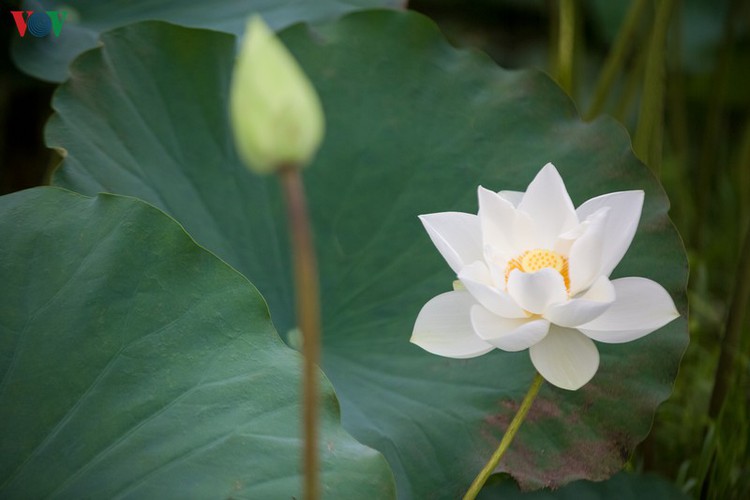 The sight of the white lotuses in bloom is one of pure beauty.