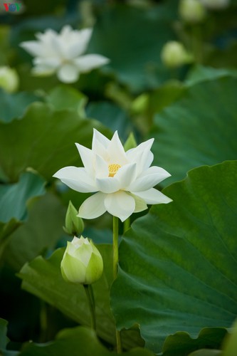 An emerging lotus bud appears graceful.