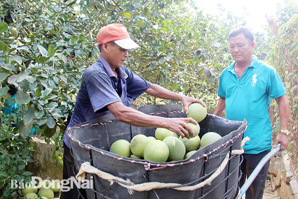 Rural and agricultural loans estimated at some VND57.2 tril