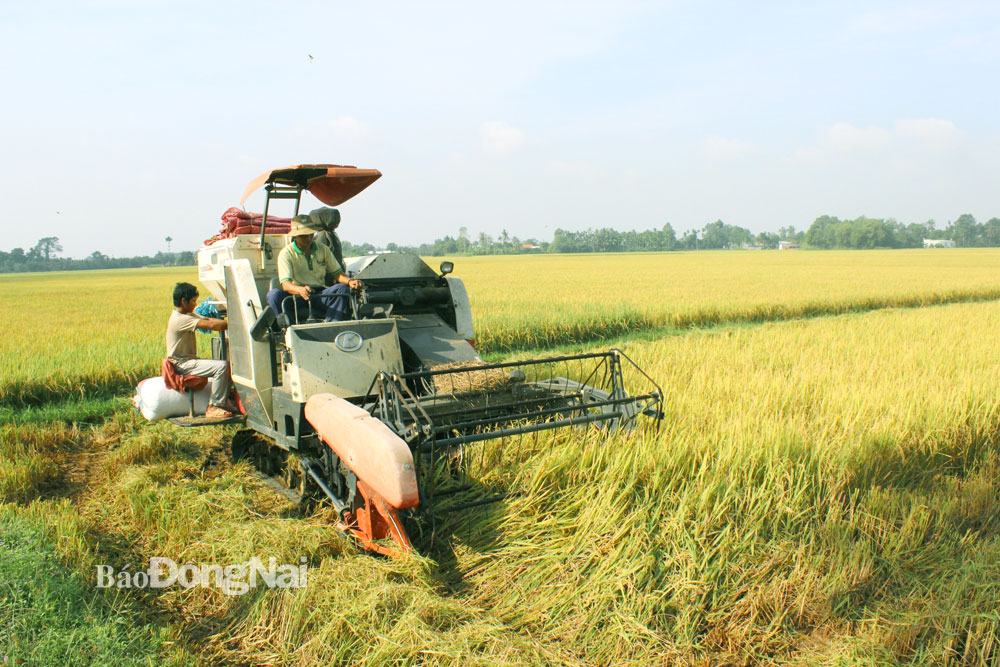 Máy gặt đập liên hợp góp phần giảm chi phí lao động cho người trồng lúa. Trong ảnh: Thu hoạch lúa tại xã Bình Hòa (H.Vĩnh Cửu). Ảnh: B.Nguyên