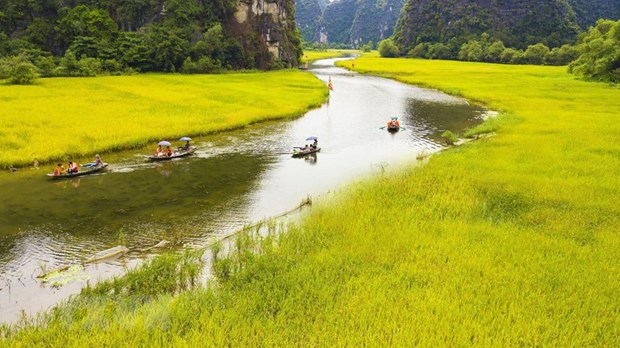 Boats carry tourists to enjoy the beautiful landscape of Tam Coc - Bich Dong, a famous destination in Ninh Binh province (Photo: VNA)