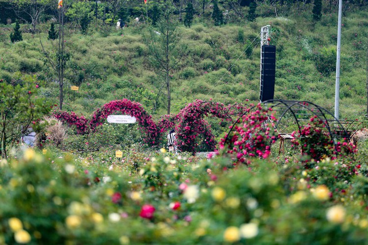 The rose valley spans a total area of 50,000 square metres and stretches along the Muong Hoa mountain rail line that connects the town of Sa Pa with Mount Fansipan’s cable car station.