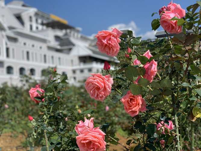 It features traditional rose plants from Vietnamese localities such as Sa Pa, Hai Phong, Son La, and Hue.