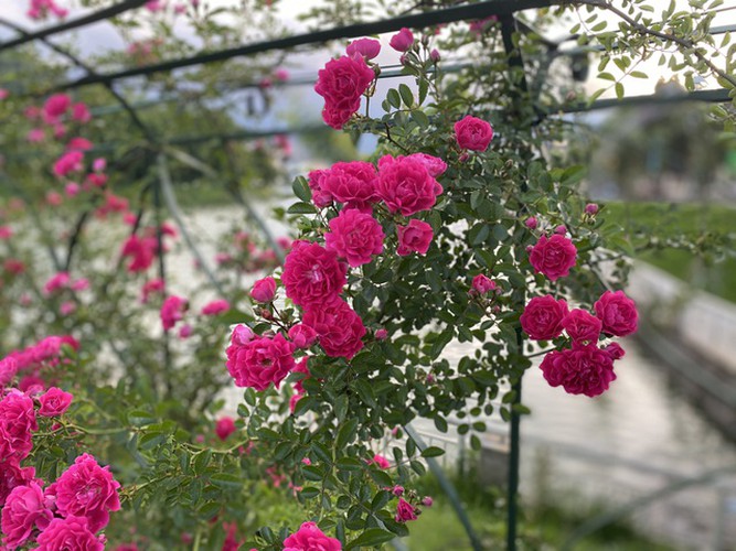 One of the most prominent features in the valley is the type of rose which has been brought to the country from Europe, originating in France. While the flowers each measure between only 2cm and 3cm when blooming, they tend to grow in clusters.