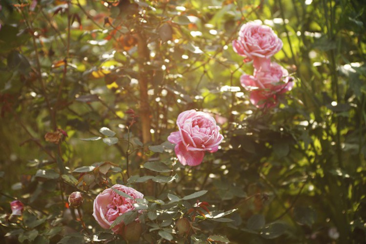 Some of the most popular European rose plants can be spotted around the area, showcasing the uniqueness and diversity of the valley.