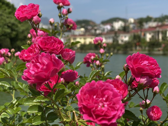 Flowers in full bloom create impressive landscape throughout the cultural town of Sa Pa.