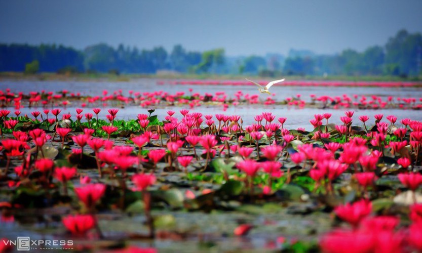 A water lily pond close to Dau Tieng lake makes it an unmissable sightseeing spot in Tay Ninh province.