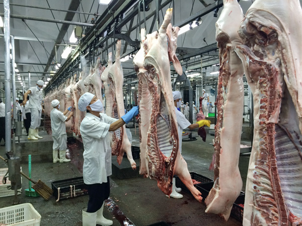 Pig breeding firms report surge in profit