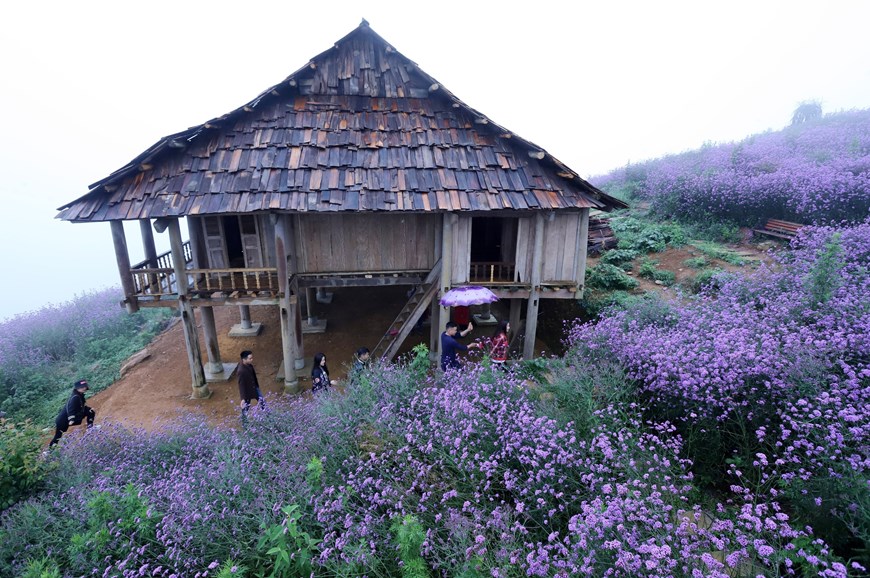Visiting  Sa Pa this season, visitors will be fascinated by the purple flower fields that are full of dreamy flowers at the area of Fansipan cable car station.