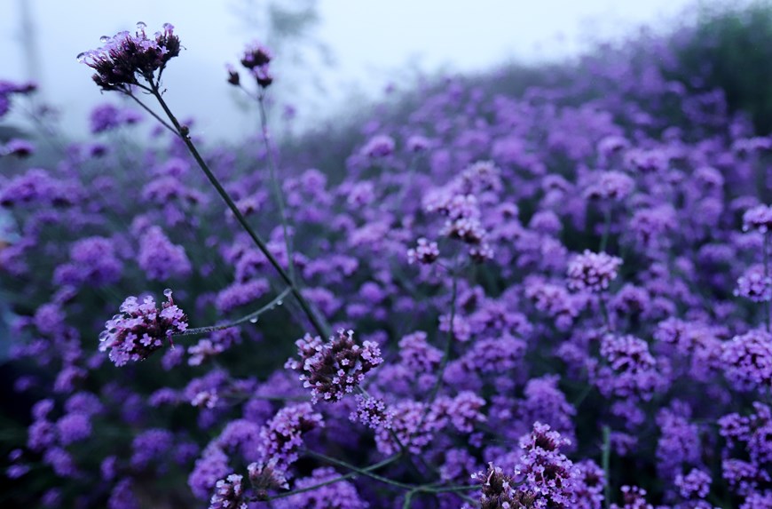 Purple flower field in the Fansipan cable car station area catches people’s attention.