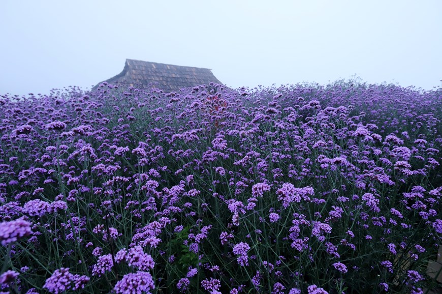 On the hillside of 15,000 m2 wide, millions of flowers bloom, like floating purple clouds, rushing in the mountain breeze, creating a poetic scenery.
