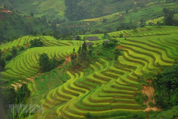 Terrace fields in the northern mountainous province of Ha Giang (Photo: VNA)